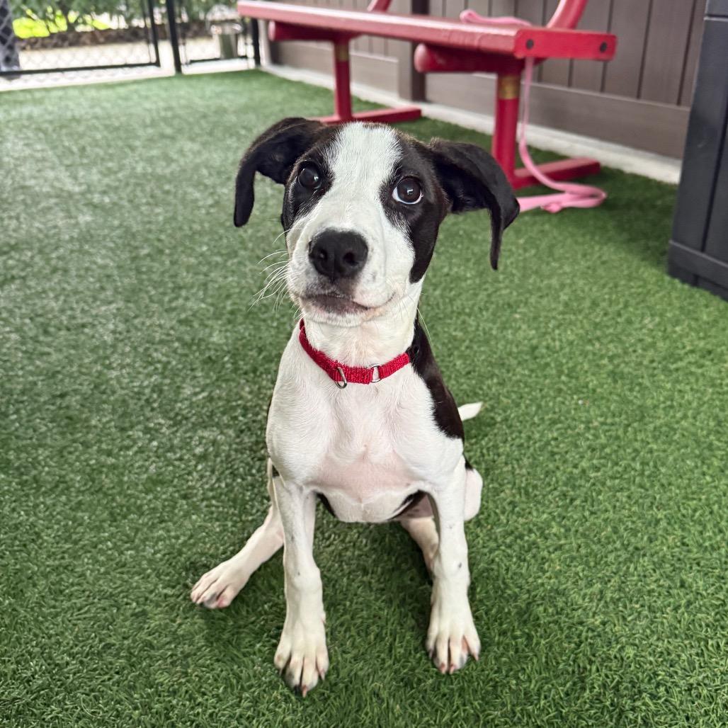 Enlarge Mozzarella, a Adoptable Mixed Breed in Bradenton, FL image 2/3