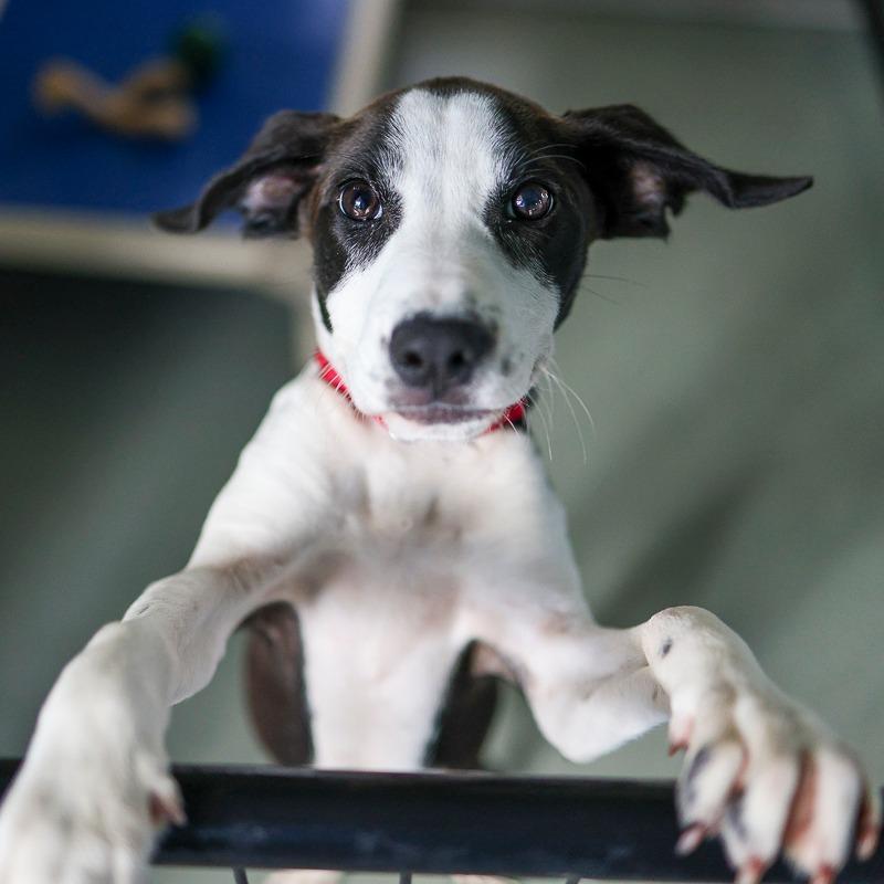 Enlarge Mozzarella, a Adoptable Mixed Breed in Bradenton, FL image 3/3