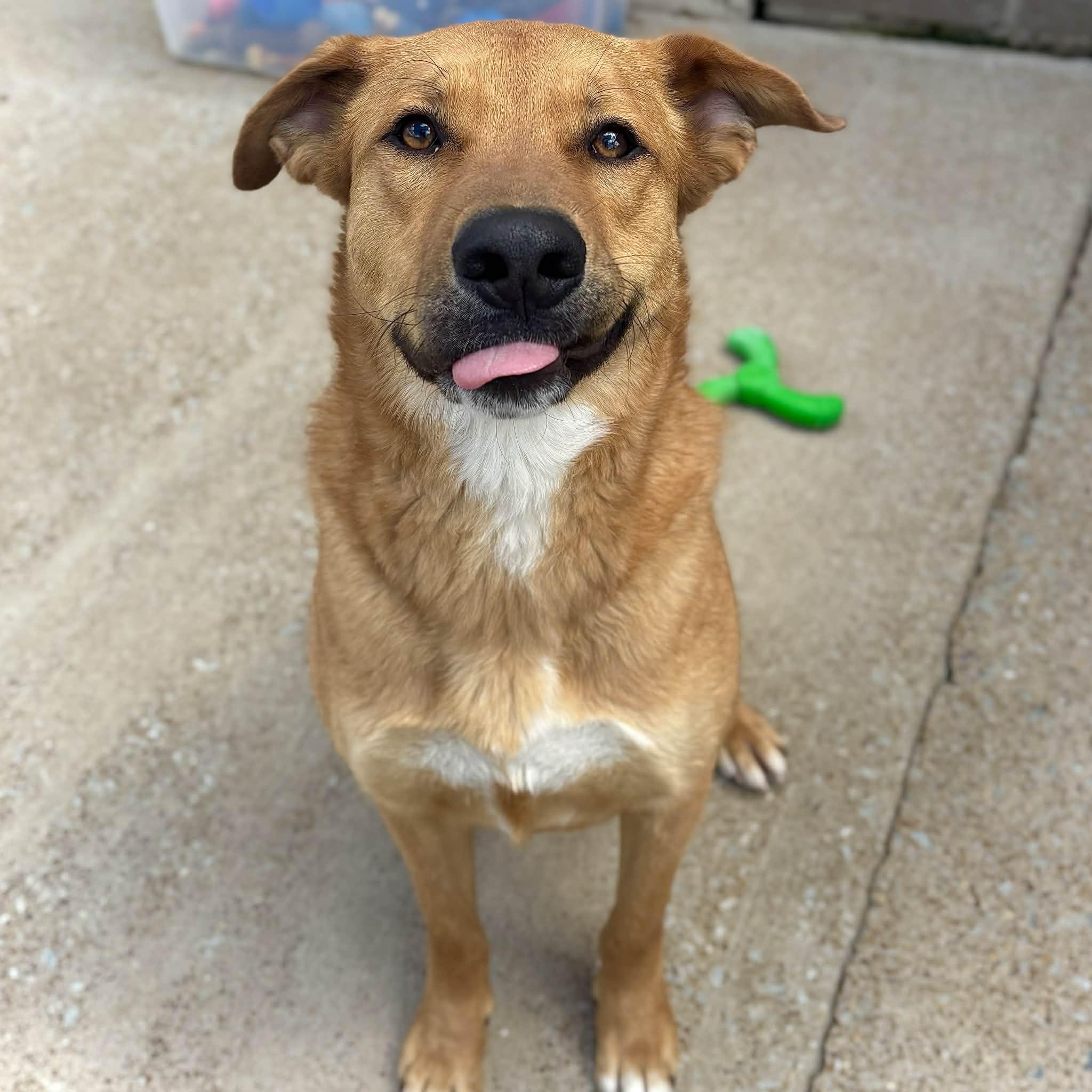 Enlarge Buddy, a ADOPTABLE Mixed Breed in Brownsville, TN image 1/4