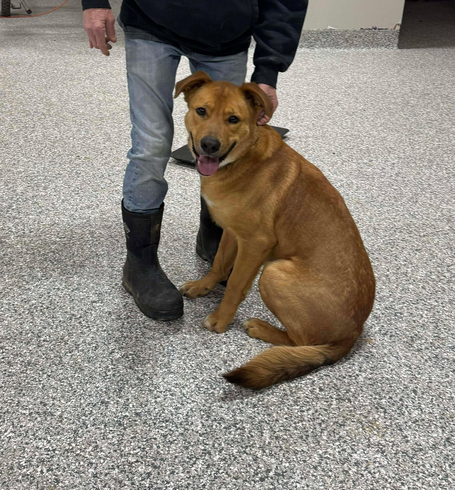 Enlarge Buddy, a ADOPTABLE Mixed Breed in Brownsville, TN image 4/4