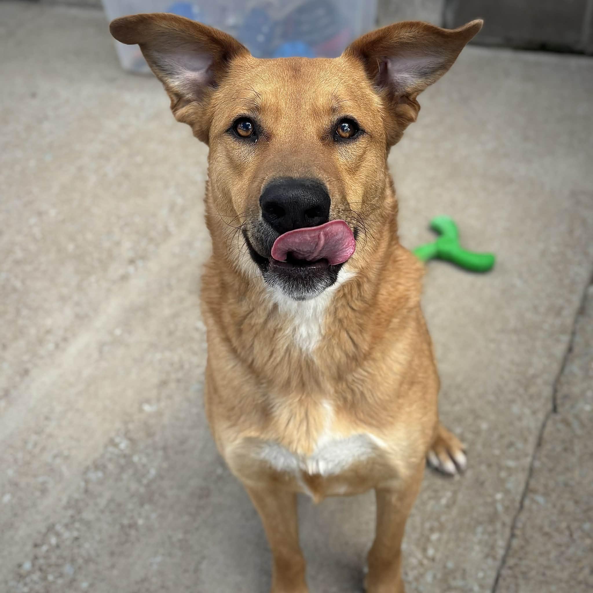 Enlarge Buddy, a ADOPTABLE Mixed Breed in Brownsville, TN image 2/4