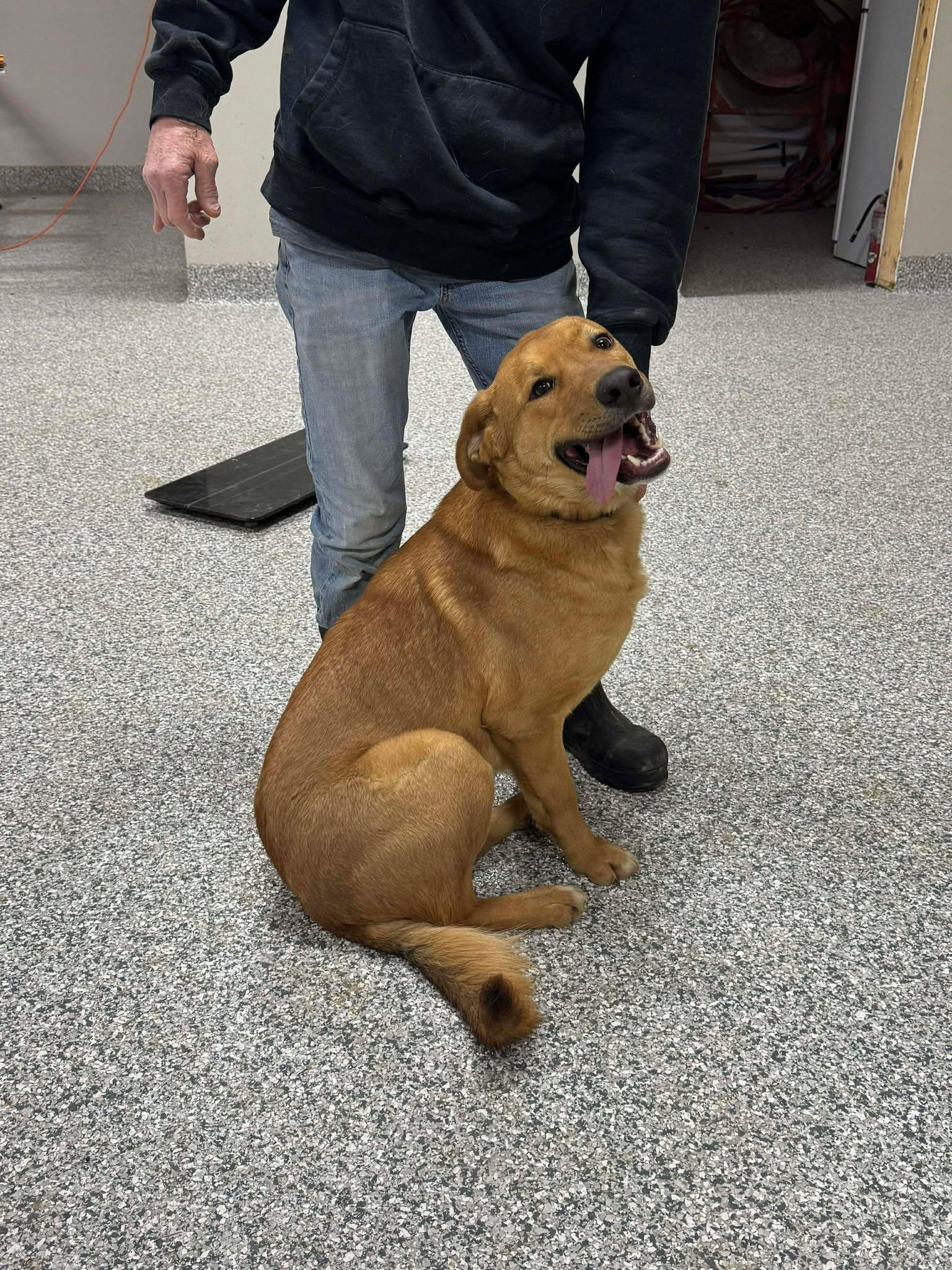 Buddy, ADOPTABLE, Adult Male Mixed Breed.