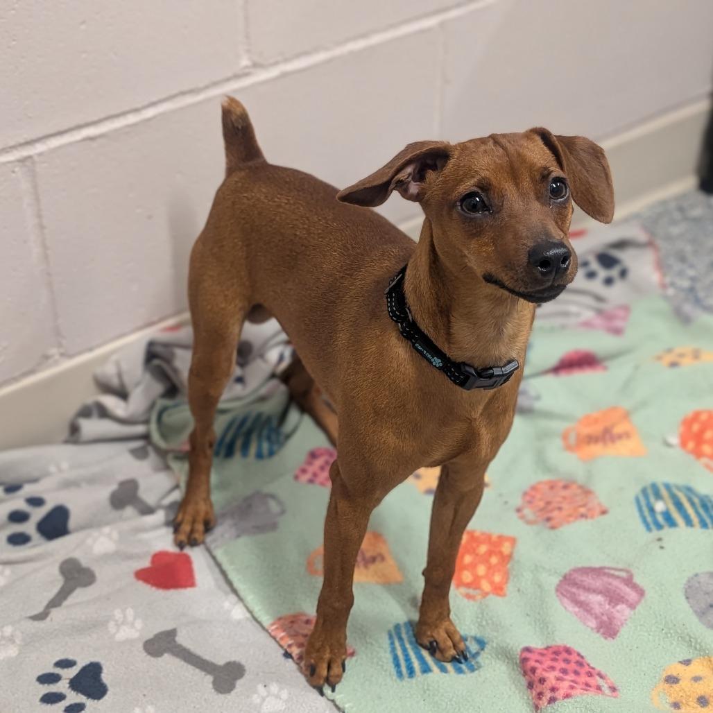 Enlarge Peanut, a Adoptable mixed breed in Prairie du Chien, WI image 2/2