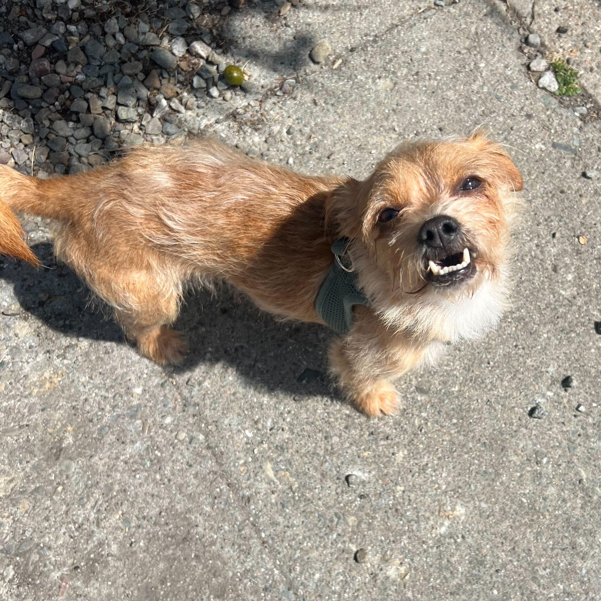 Enlarge Lil Timmy , a ADOPTABLE mixed breed in Oakland, CA image 2/5