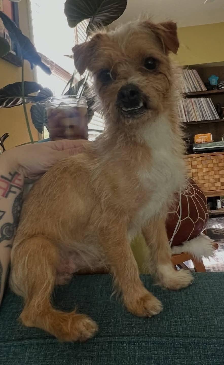 Enlarge Lil Timmy , a ADOPTABLE mixed breed in Oakland, CA image 3/5