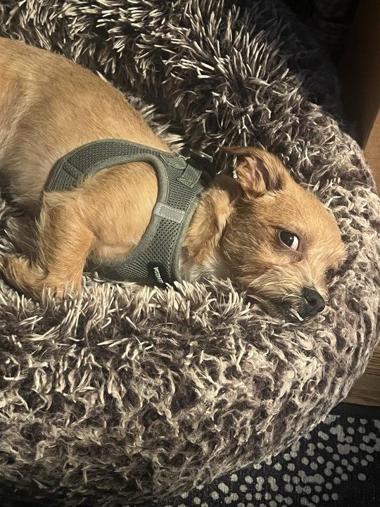 Enlarge Lil Timmy , a ADOPTABLE mixed breed in Oakland, CA image 1/5