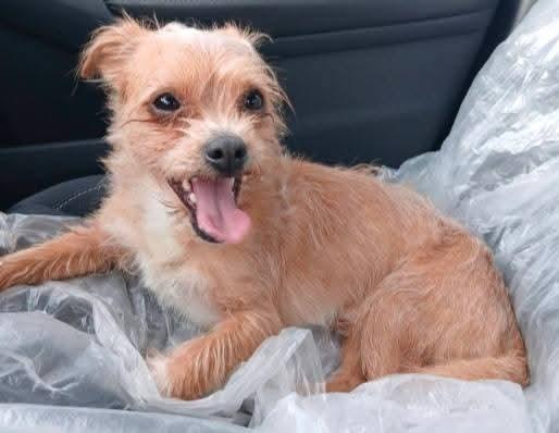 Enlarge Lil Timmy , a ADOPTABLE mixed breed in Oakland, CA image 4/5