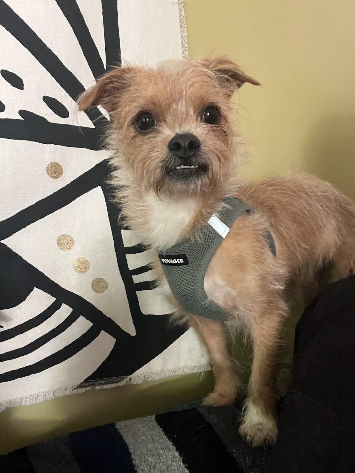 Enlarge Lil Timmy , a ADOPTABLE mixed breed in Oakland, CA image 5/5