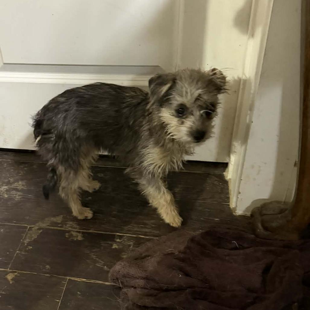 Eloise, Adoptable, Young Female Cairn Terrier.