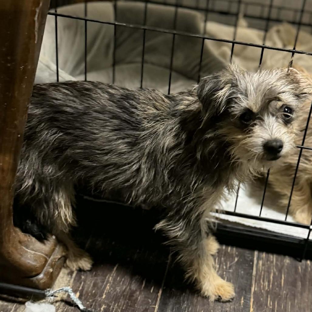 Enlarge Eloise, a Adoptable Cairn Terrier in Katy, TX image 2/6