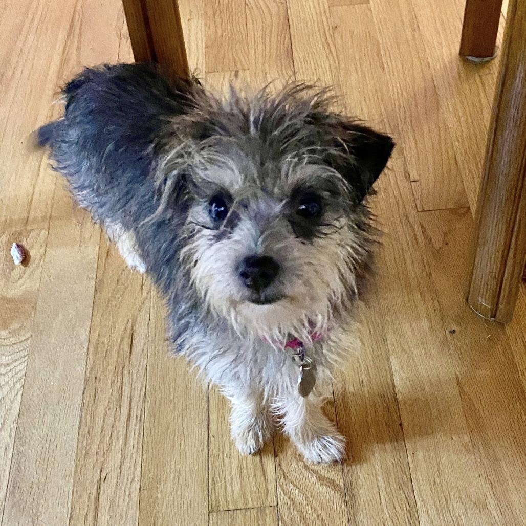 Enlarge Eloise, a Adoptable Cairn Terrier in Katy, TX image 3/6