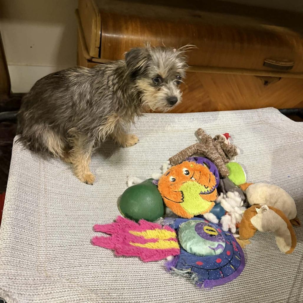 Enlarge Eloise, a Adoptable Cairn Terrier in Katy, TX image 4/6