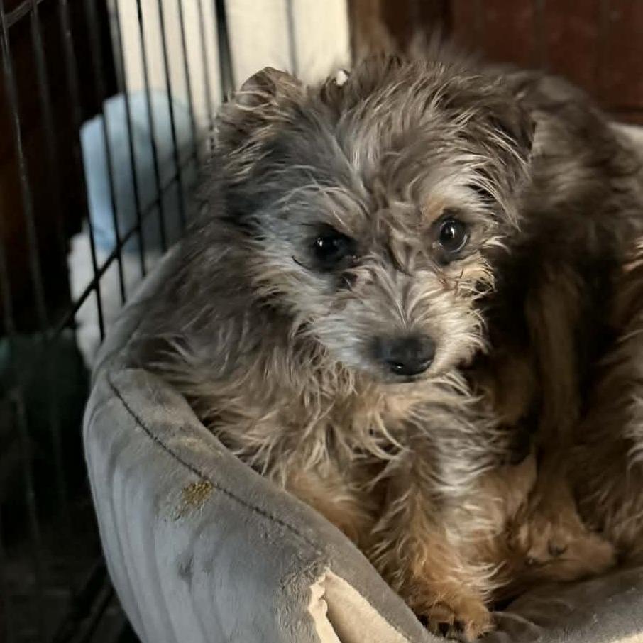 Enlarge Eloise, a Adoptable Cairn Terrier in Katy, TX image 5/6