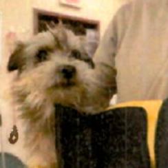 Enlarge Eloise, a Adoptable Cairn Terrier in Katy, TX image 6/6