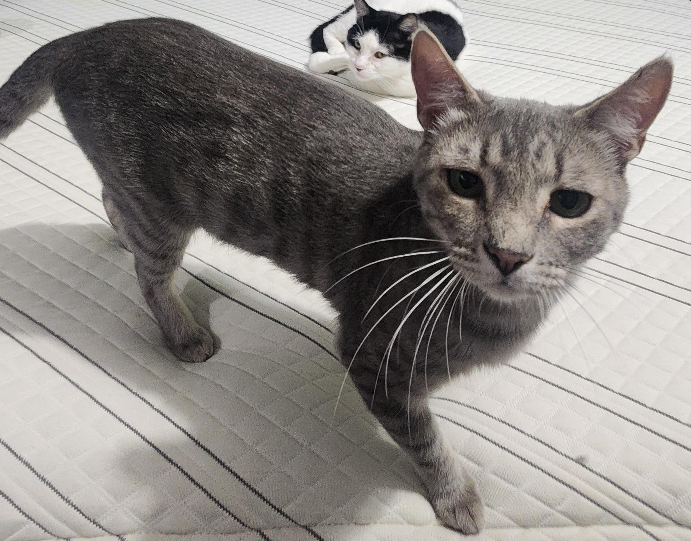 Roscoe, adopted, Young Male Domestic Short Hair.