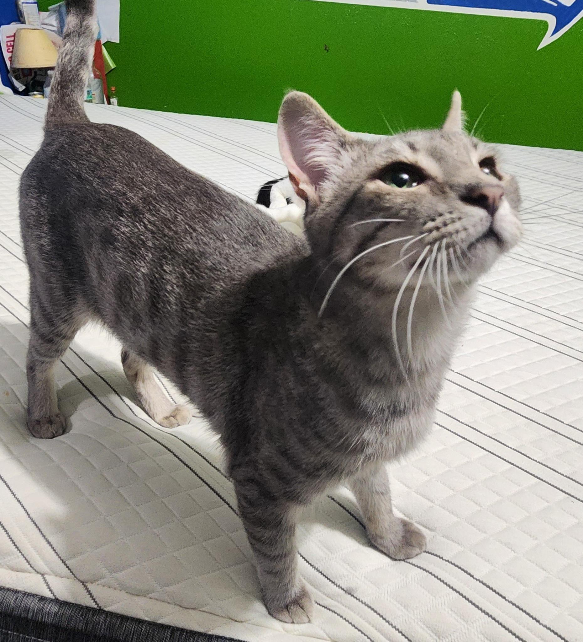 Roscoe, an adopted Domestic Short Hair in Springdale, AR image 2/2