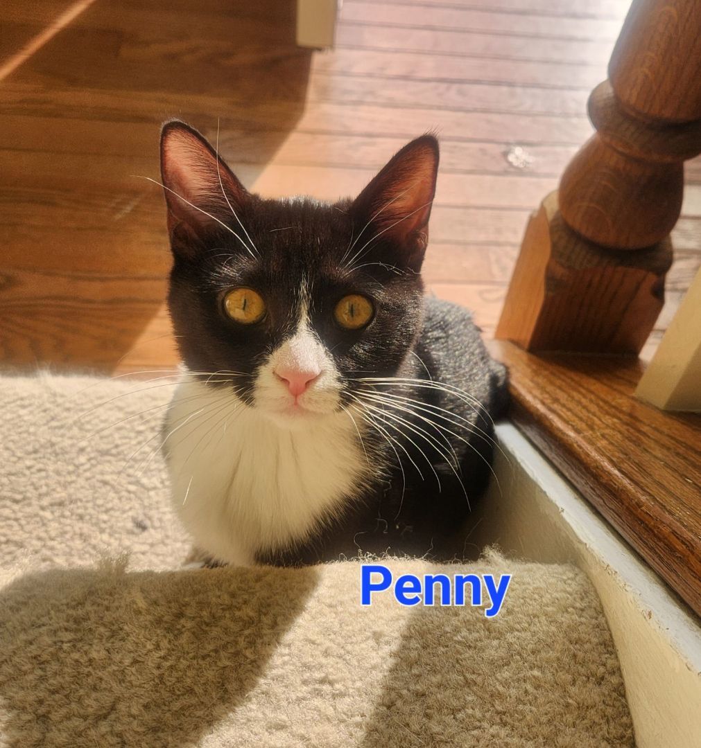 Enlarge Penny, a Adoptable Domestic Short Hair in Sykesville, MD image 1/8