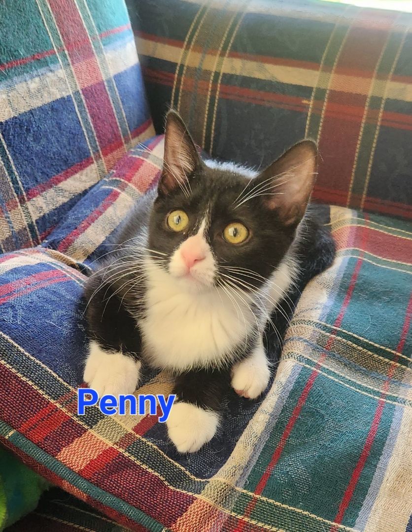 Penny photo 1