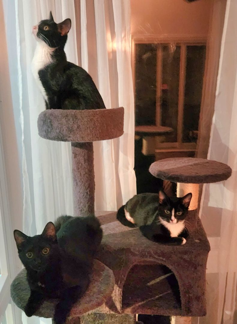 Enlarge Penny, a Adoptable Domestic Short Hair in Sykesville, MD image 3/8