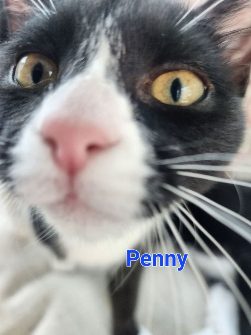 Enlarge Penny, a Adoptable Domestic Short Hair in Sykesville, MD image 4/8