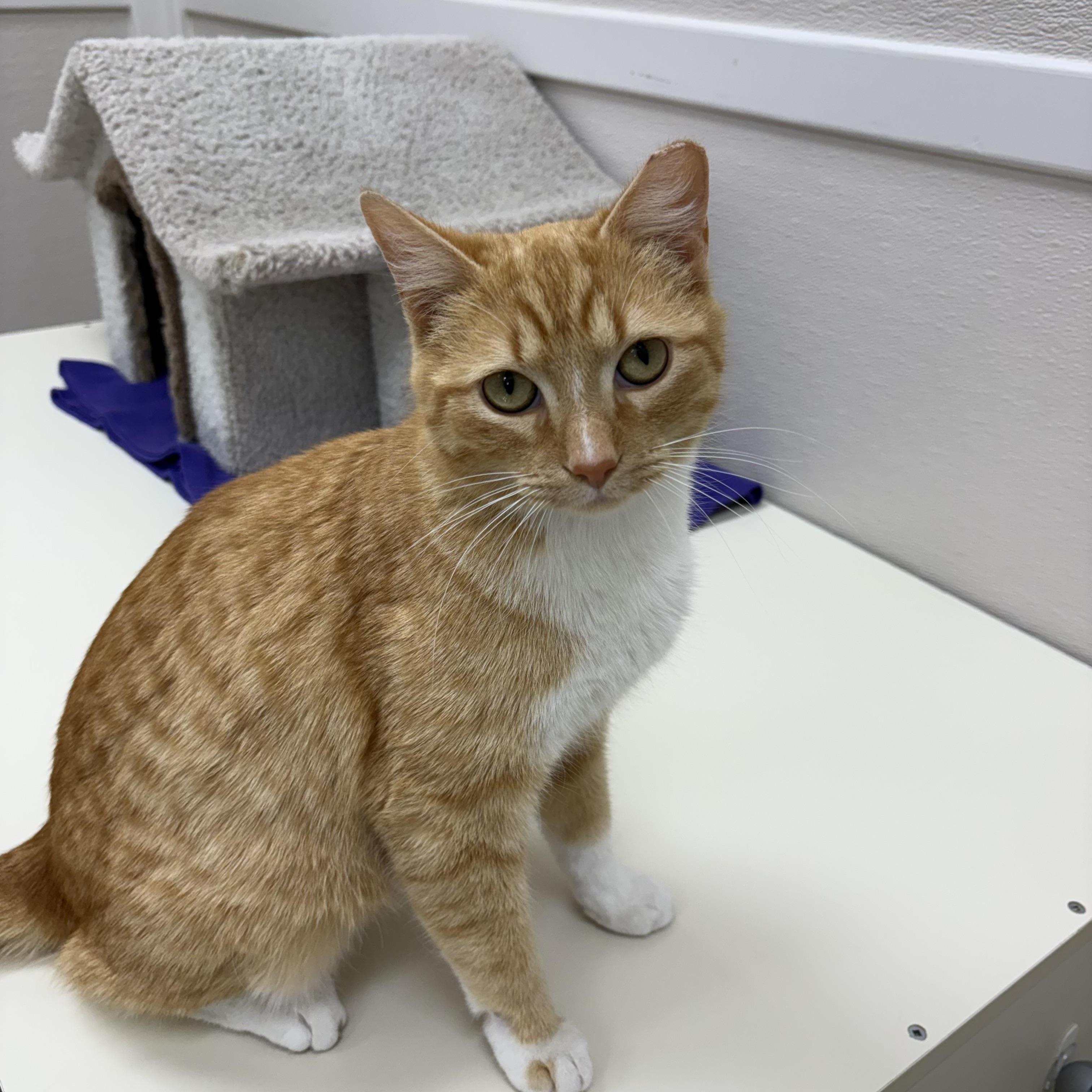 Enlarge Lemon, a Adoptable Domestic Short Hair in Tulsa, OK image 1/1