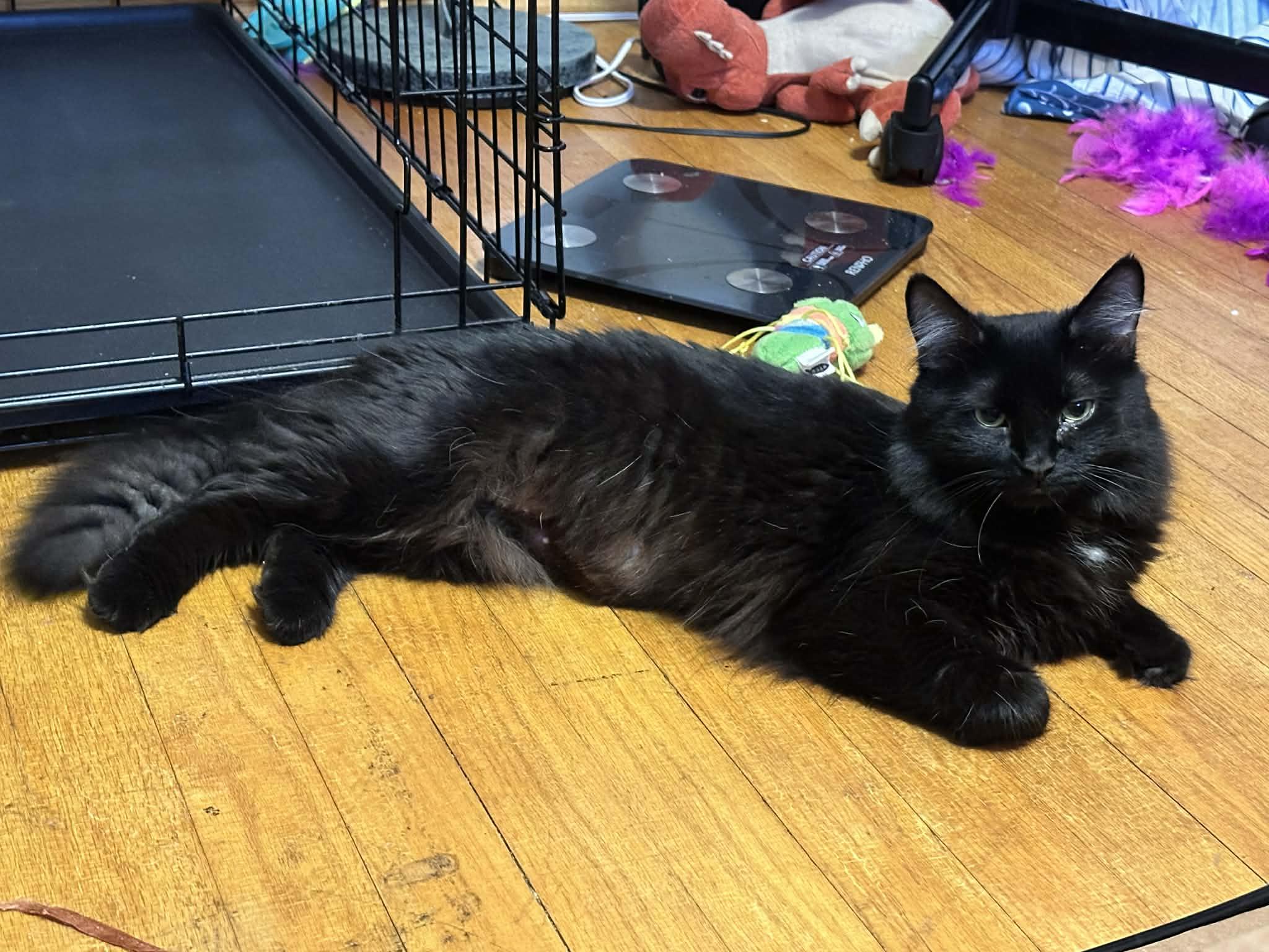 Enlarge Smokey, a ADOPTABLE Domestic Medium Hair in Milwaukee, WI image 4/4