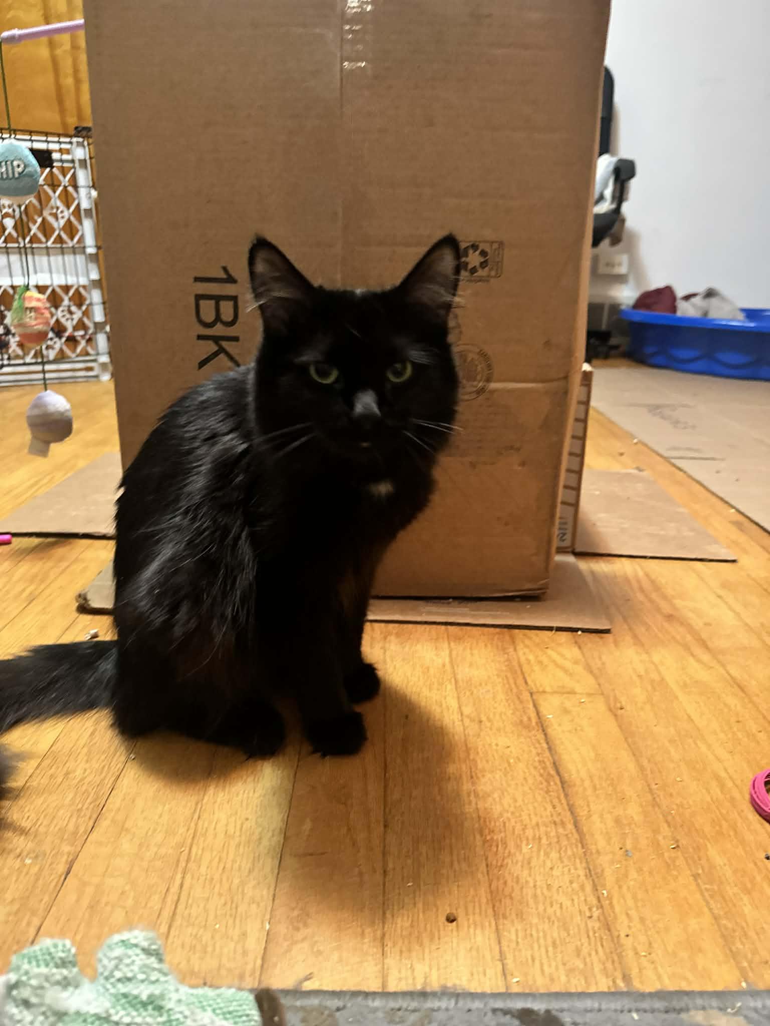 Smokey, ADOPTABLE, Young Female Domestic Medium Hair.