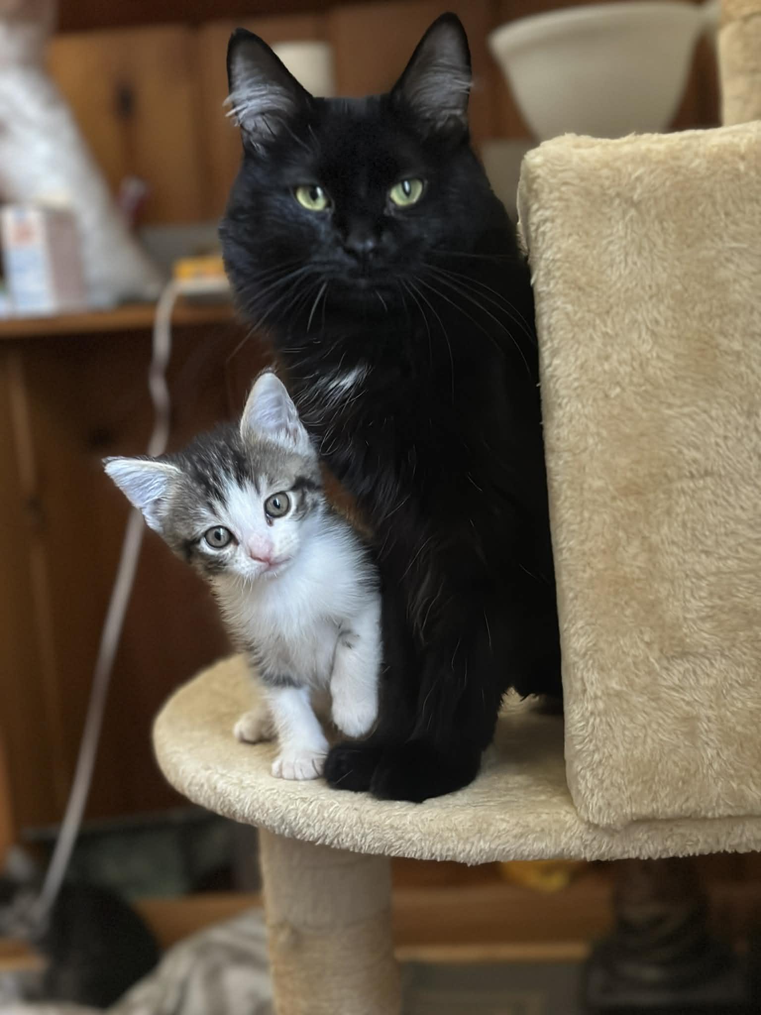 Enlarge Smokey, a ADOPTABLE Domestic Medium Hair in Milwaukee, WI image 2/4