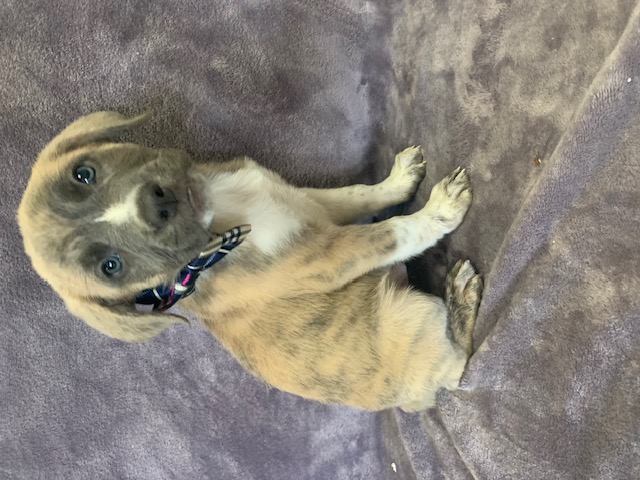 Nash, Baby Male Shepherd