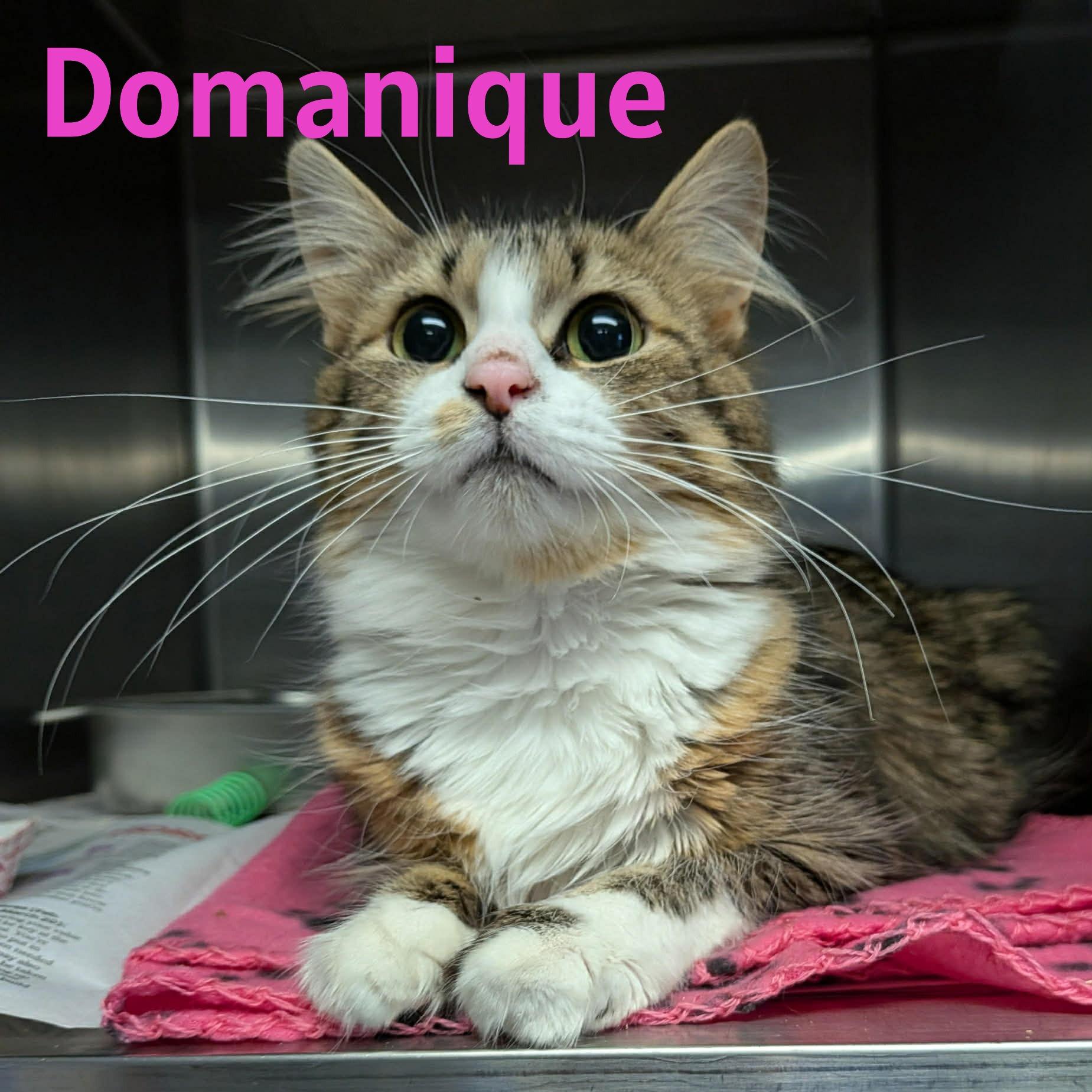 Enlarge Domanique, a ADOPTABLE Domestic Medium Hair in Bridgewater, NJ image 1/1