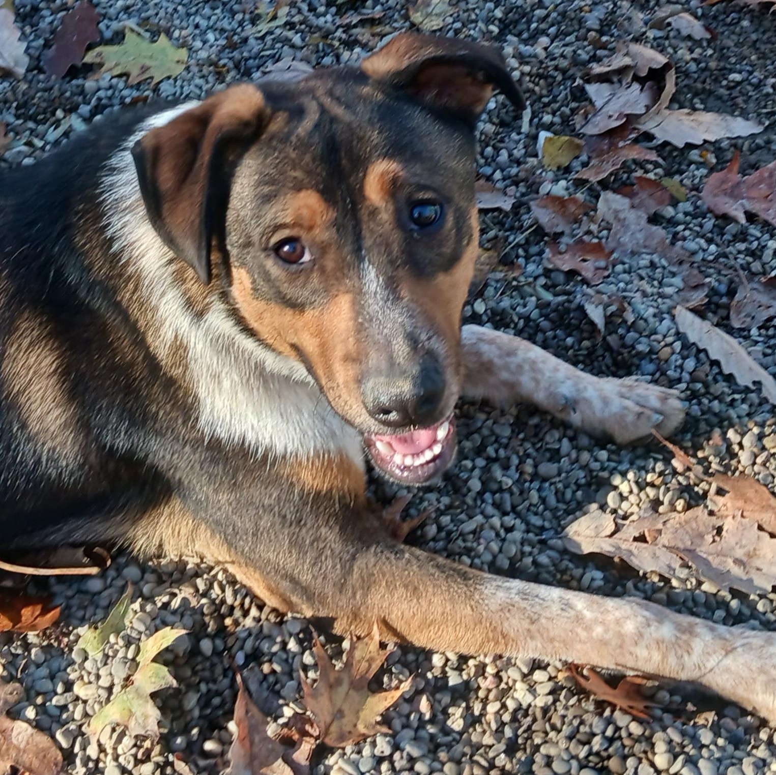 Bippity, a Adoptable mixed breed in Saint Marys, WV image 4/6