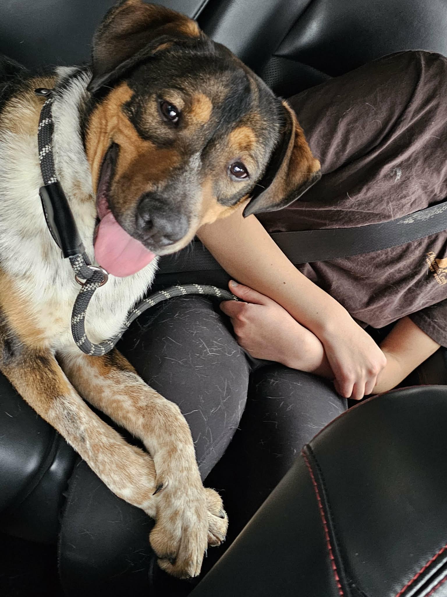 Bippity, a Adoptable mixed breed in Saint Marys, WV image 3/6