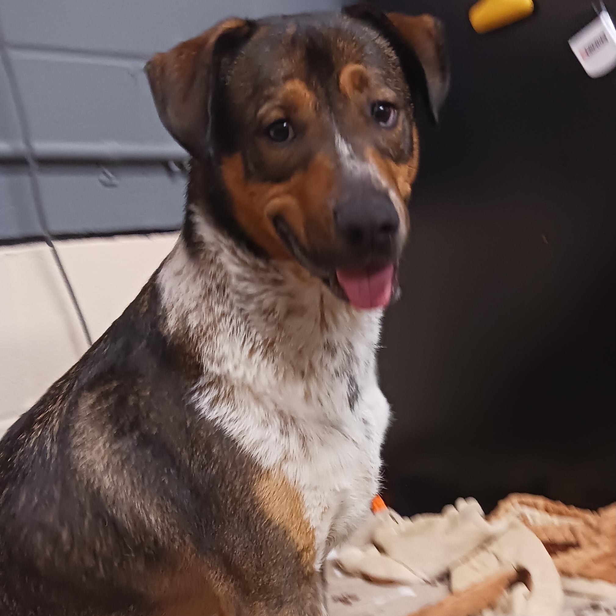 Bippity, an adopted mixed breed in Saint Marys, WV image 2/6