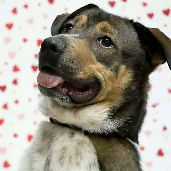 Bippity, Adoptable, Young Male Bluetick Coonhound & Australian Cattle Dog / Blue Heeler.