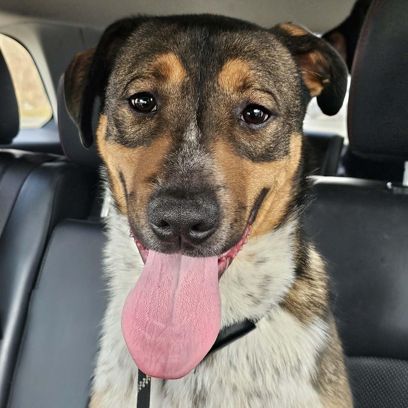Bippity, Adoptable, Young Male Bluetick Coonhound & Australian Cattle Dog / Blue Heeler.
