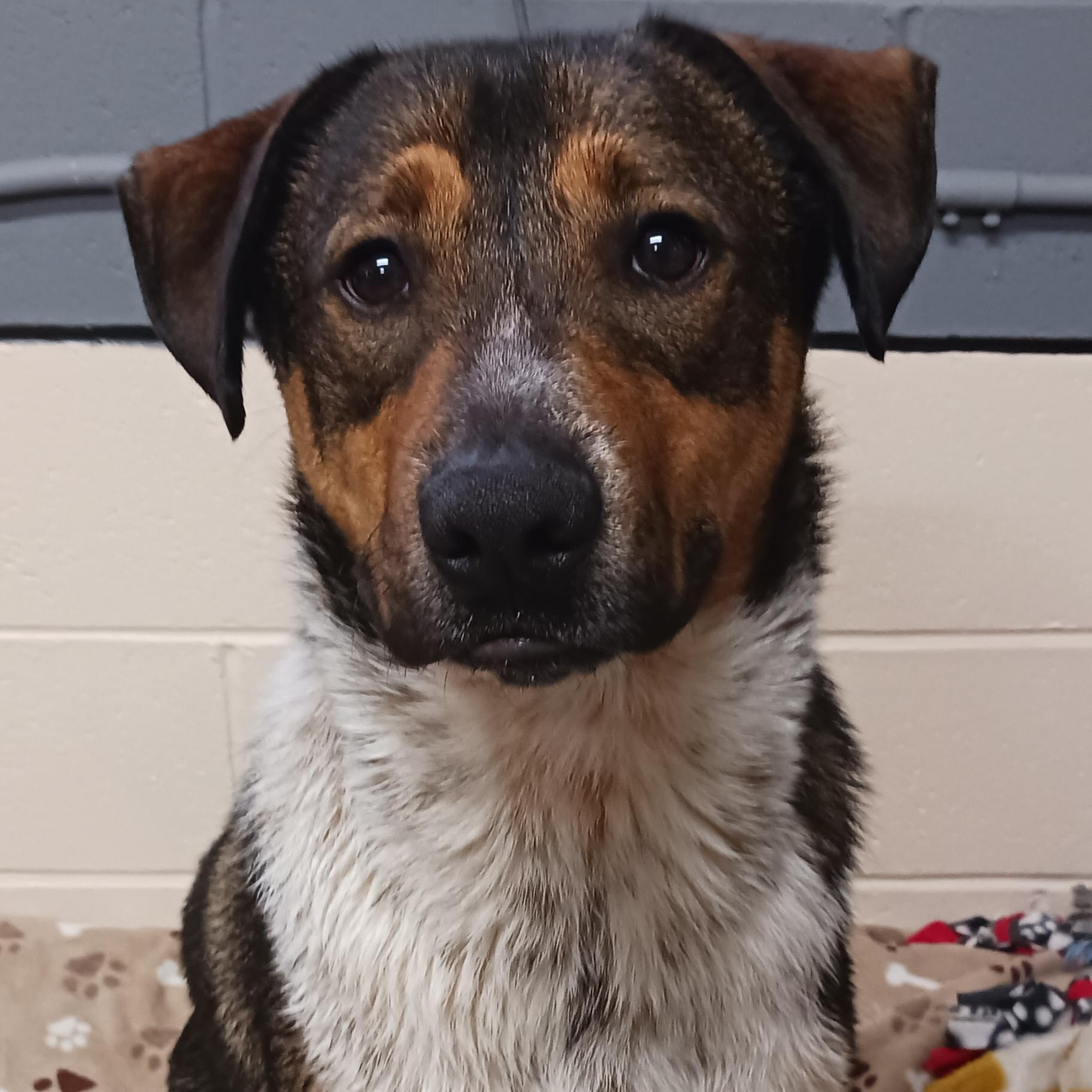 Bippity, an adopted mixed breed in Saint Marys, WV image 1/6