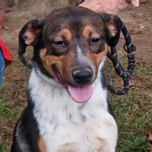 Bippity, a Adoptable mixed breed in Saint Marys, WV image 6/6