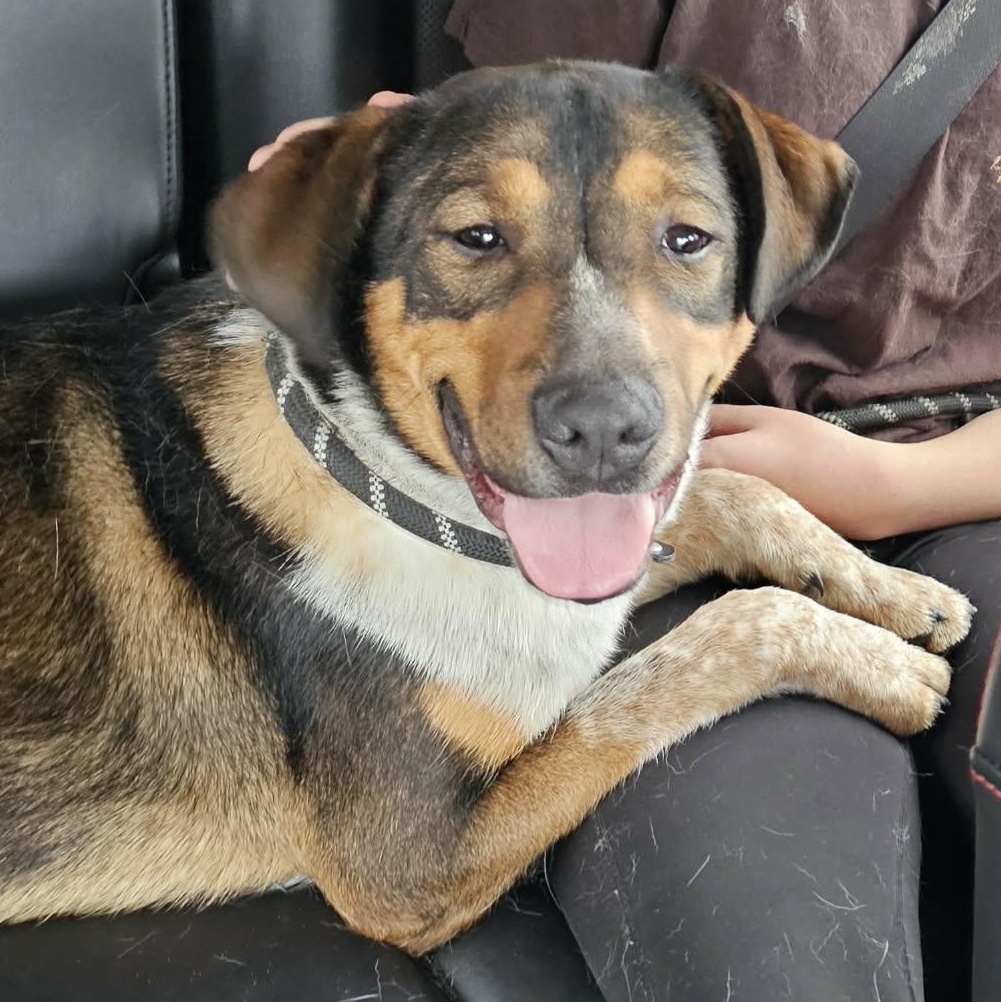Bippity, Adoptable, Young Male Bluetick Coonhound & Australian Cattle Dog / Blue Heeler.