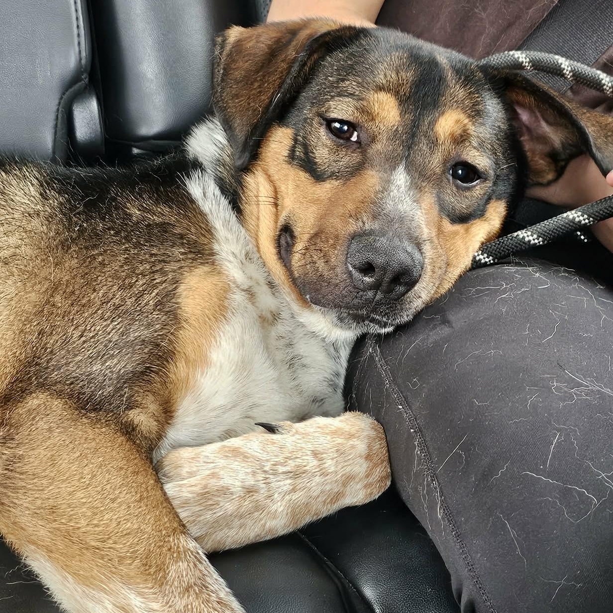 Bippity, a Adoptable mixed breed in Saint Marys, WV image 2/6