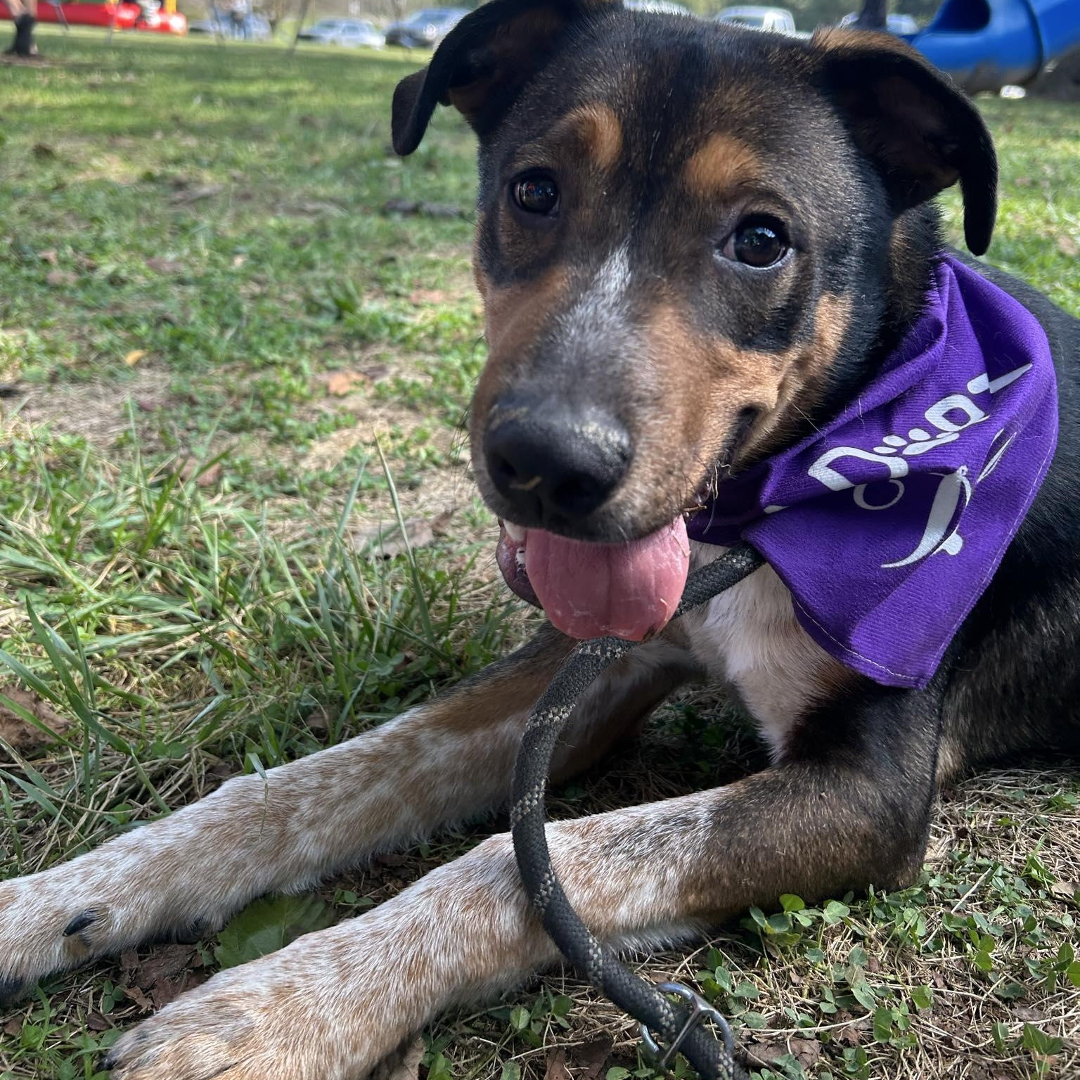 Bippity, a Adoptable mixed breed in Saint Marys, WV image 5/6