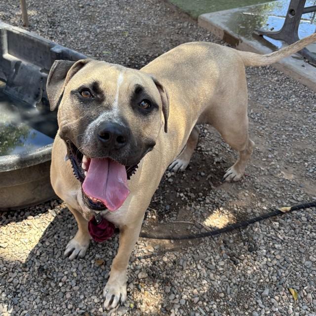 Enlarge POTATO, a Adoptable mixed breed in Phoenix, AZ image 1/1