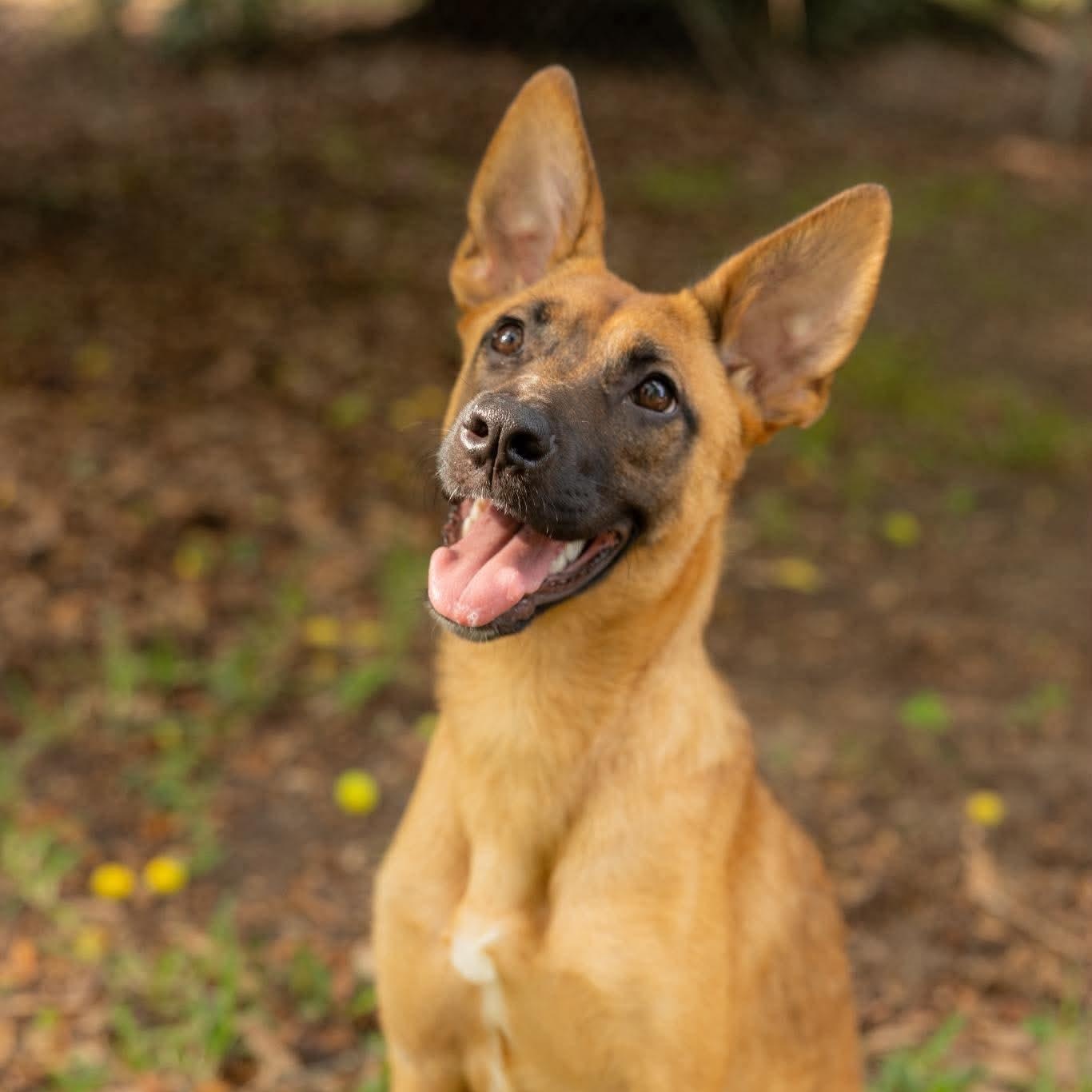 Enlarge Honey, a ADOPTABLE mixed breed in Lockhart, TX image 1/6