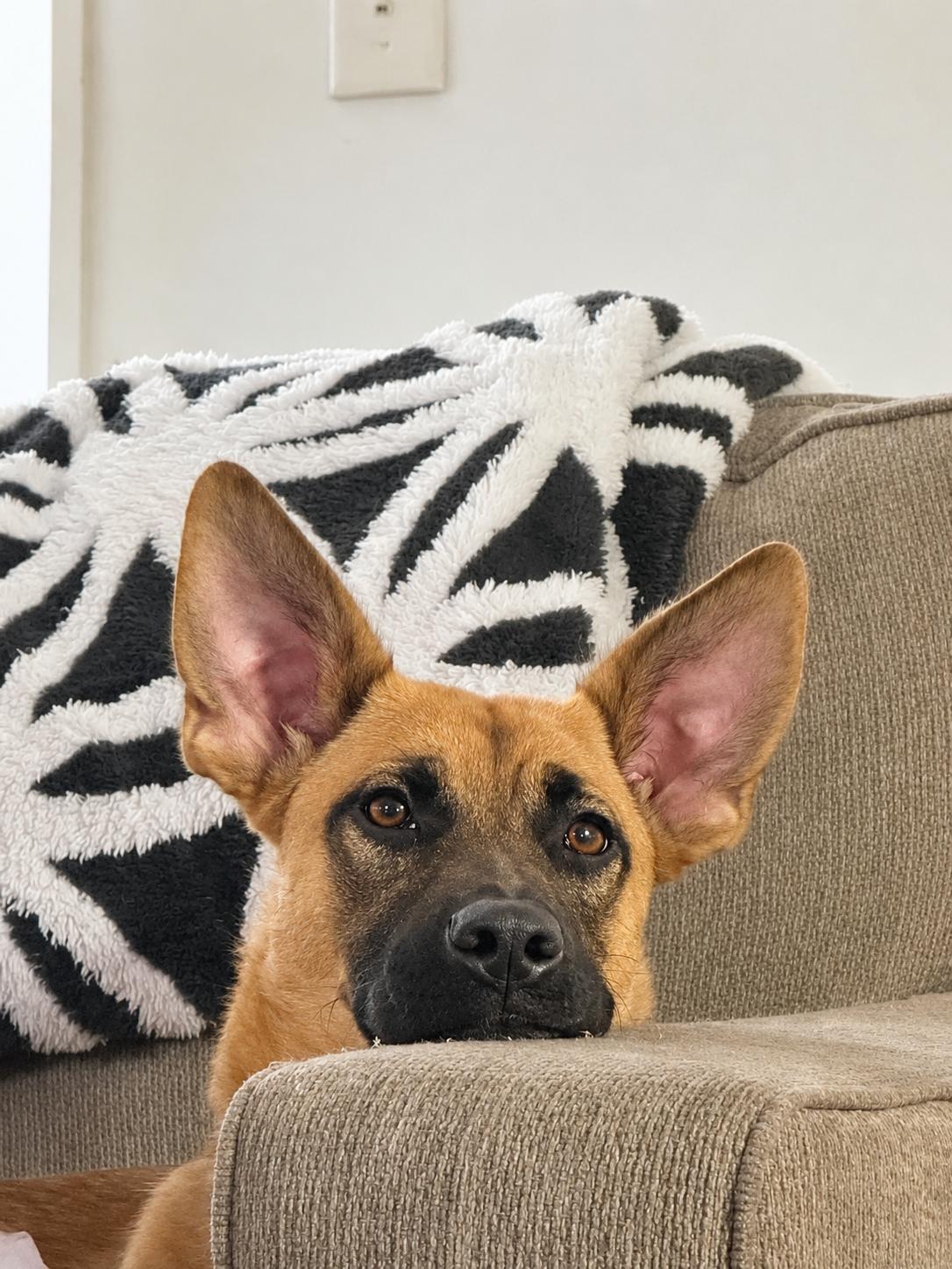 Enlarge Honey, a ADOPTABLE mixed breed in Lockhart, TX image 5/6