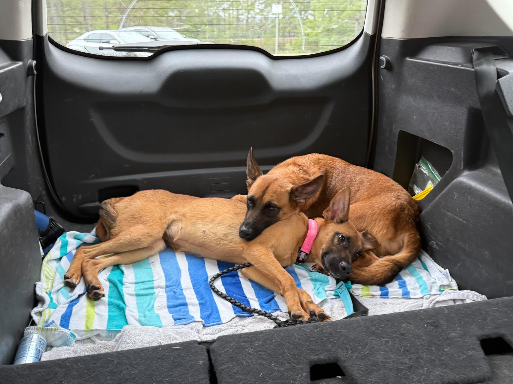 Enlarge Honey, a ADOPTABLE mixed breed in Lockhart, TX image 2/6