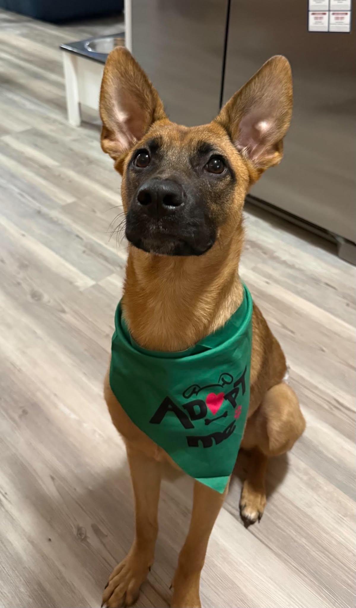 Enlarge Honey, a ADOPTABLE mixed breed in Lockhart, TX image 6/6