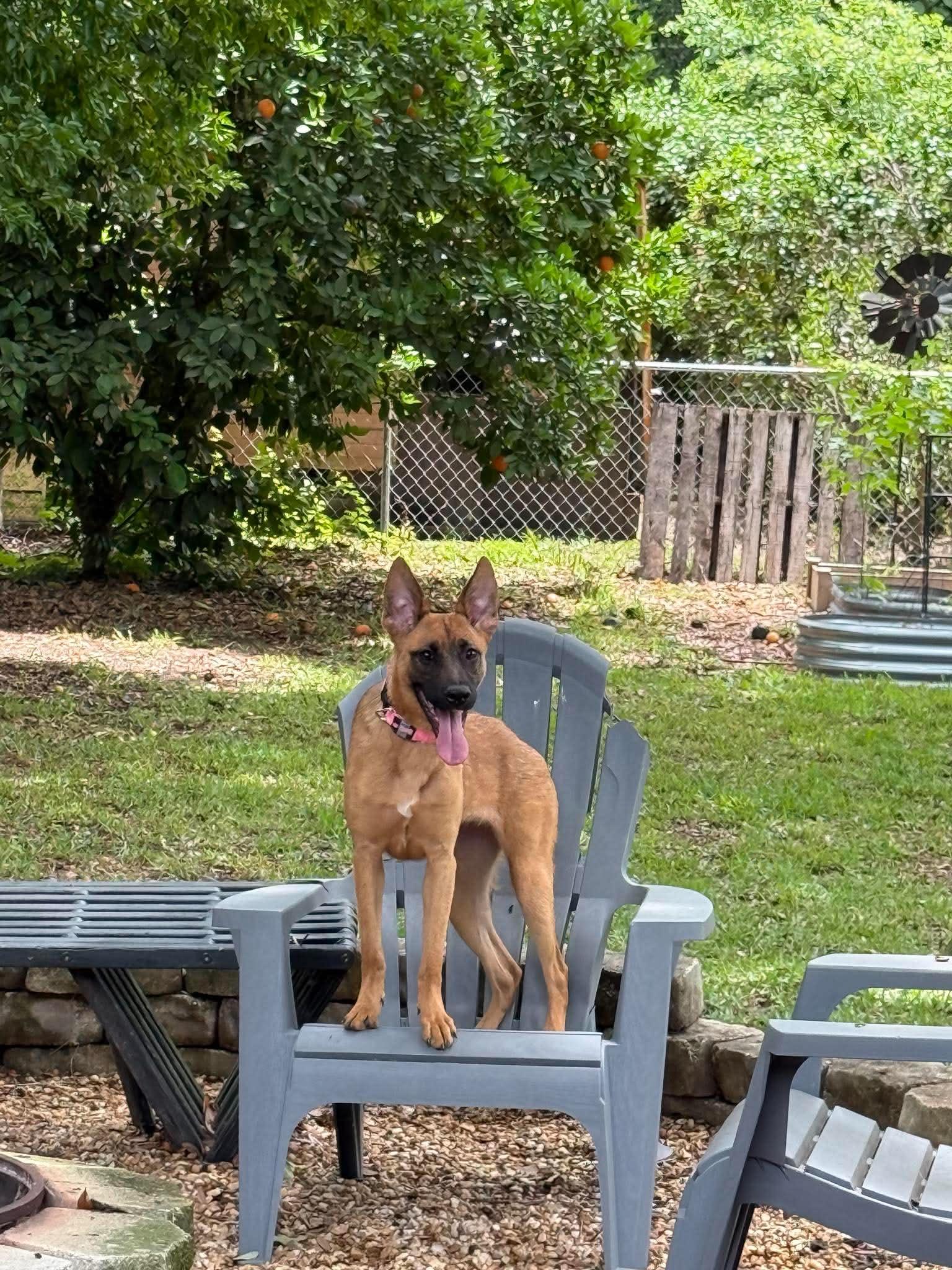 Enlarge Honey, a ADOPTABLE mixed breed in Lockhart, TX image 4/6
