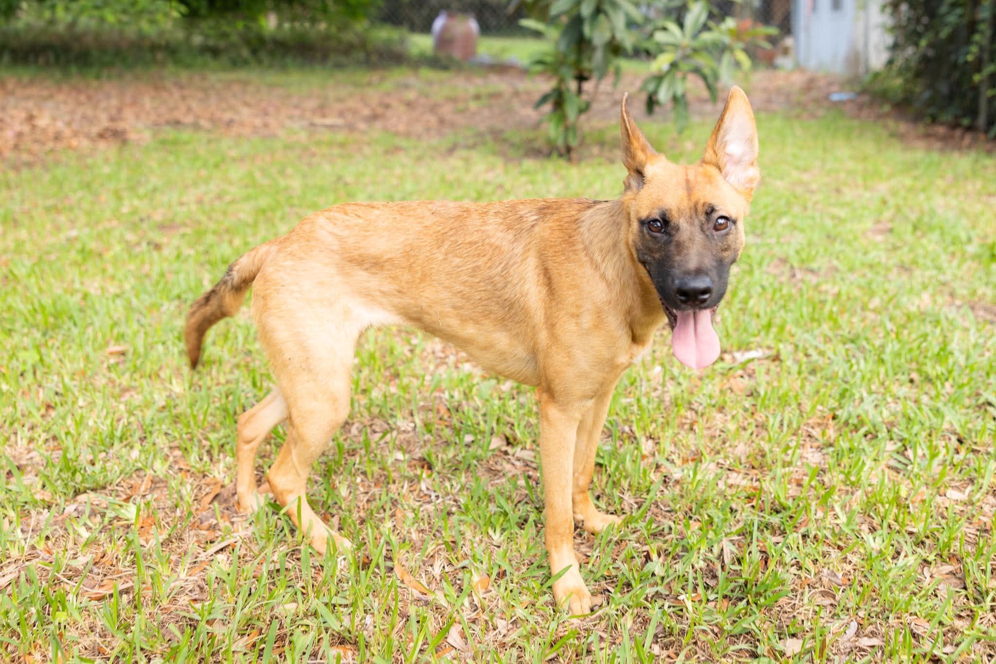 Enlarge Honey, a ADOPTABLE mixed breed in Lockhart, TX image 6/6
