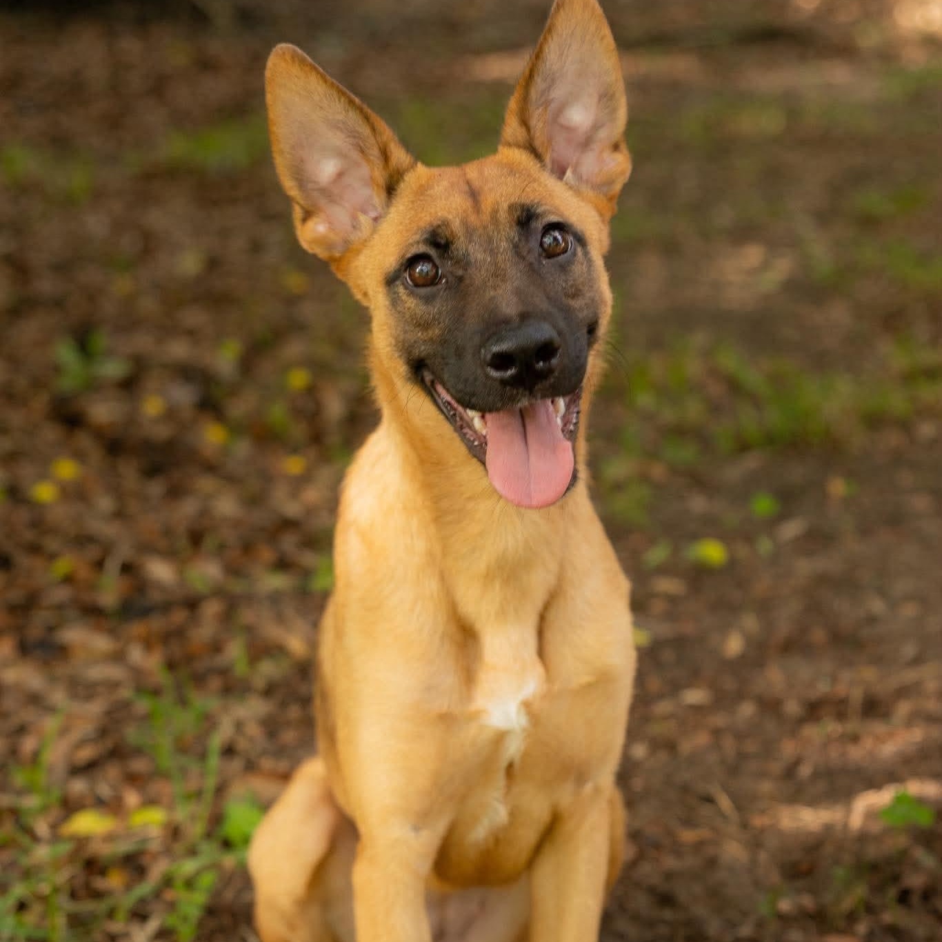 Enlarge Honey, a ADOPTABLE mixed breed in Lockhart, TX image 3/6