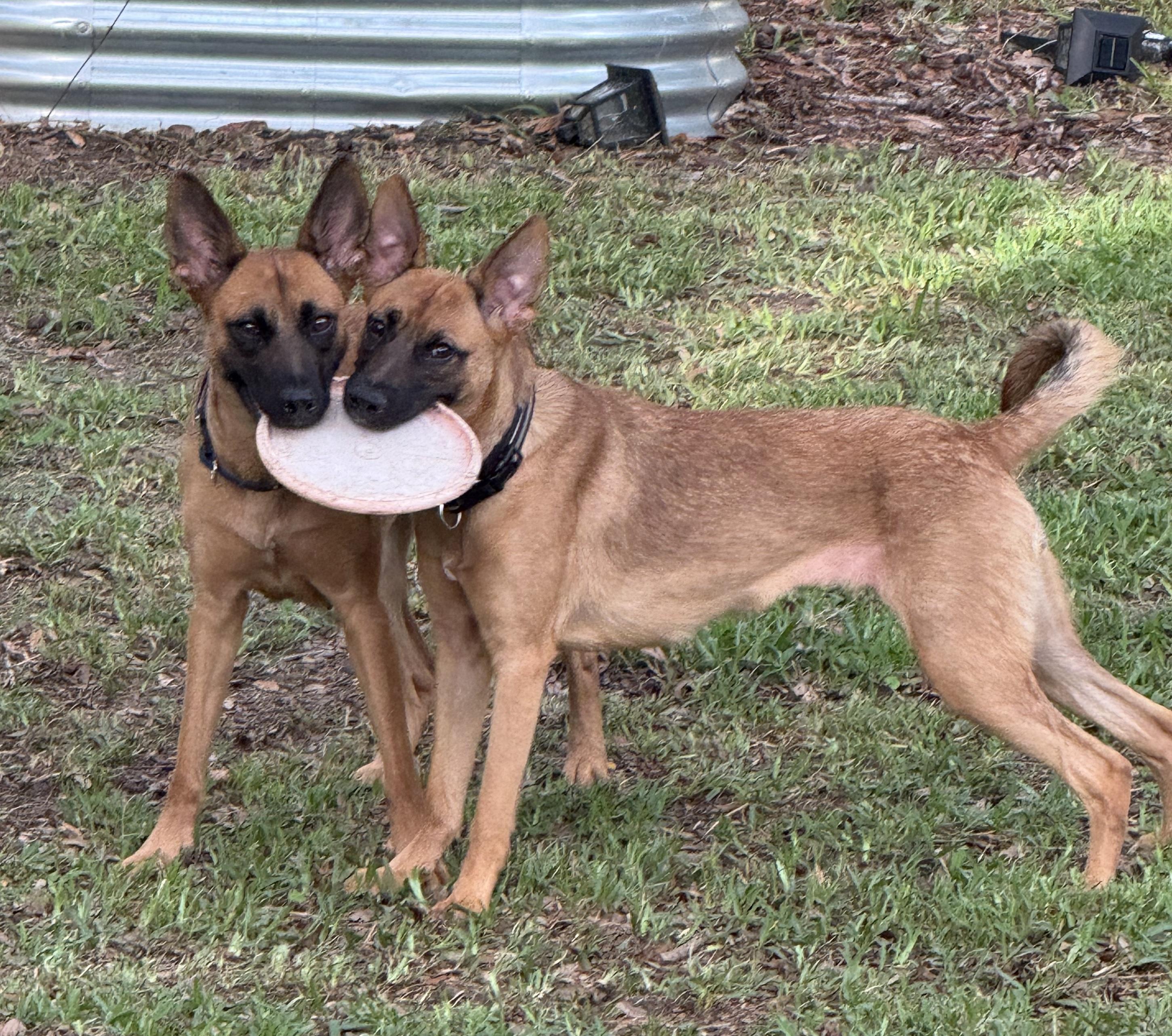 Enlarge Honey, a ADOPTABLE mixed breed in Lockhart, TX image 2/6