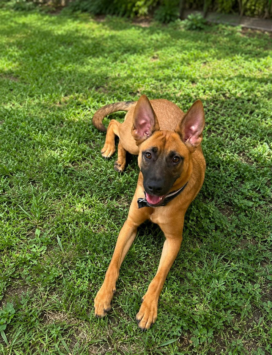 Enlarge Honey, a ADOPTABLE mixed breed in Lockhart, TX image 4/6